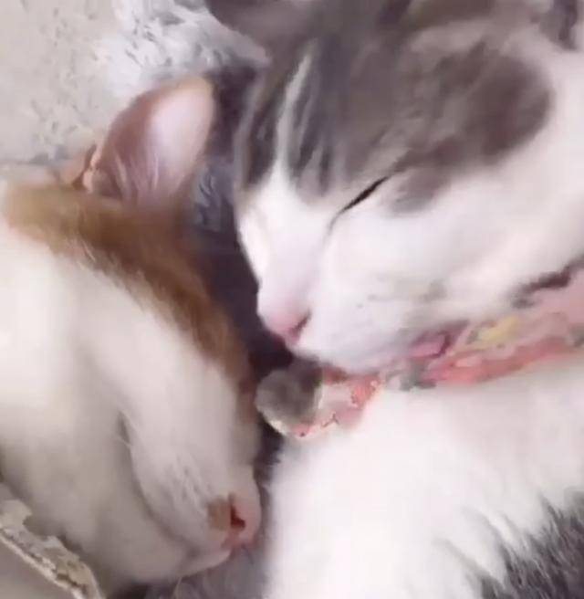 两只猫连睡觉都要抱在一起,网友表示:我家的只