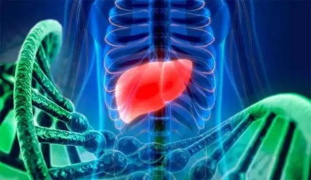 如果有肝脏不好的症状,它不只单纯危害肝脏方面
