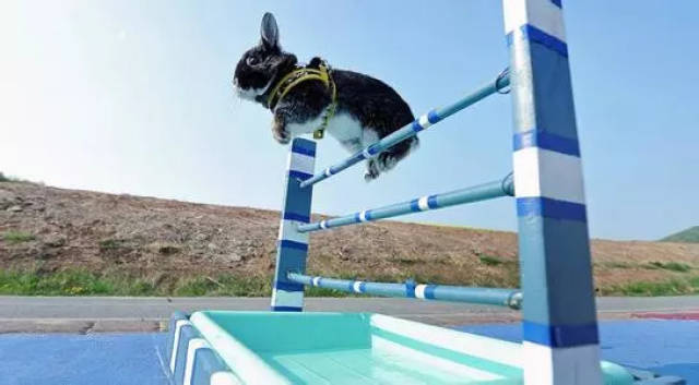 近日小编接到后台咨询: @吴桂凤:请问兔子为什么要跳高?