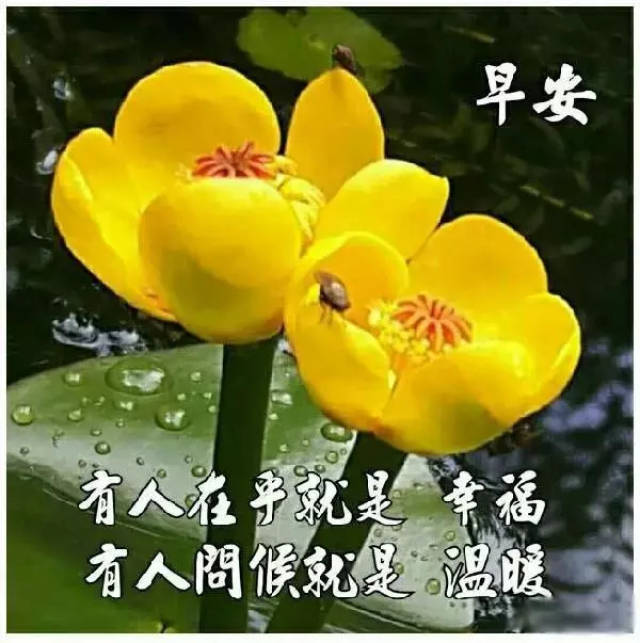 早上好问候语动态图片大全