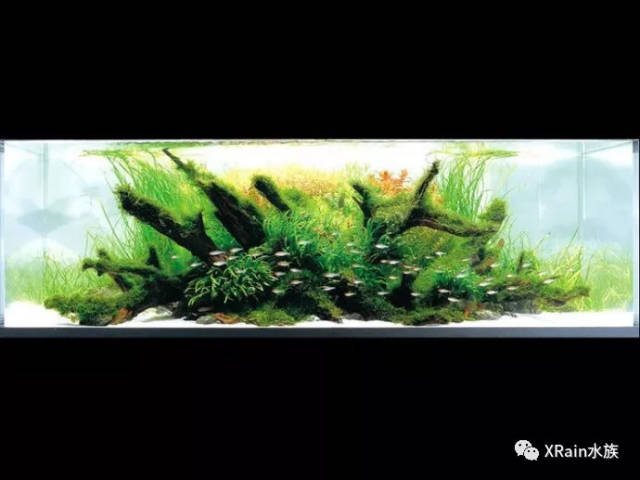 ada 2007水草造景大赛 前27名获奖作品