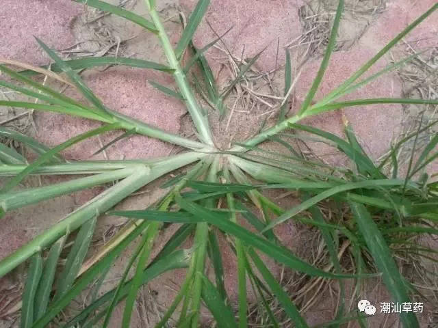 潮汕草药牛筋草