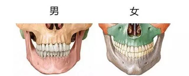 男性的下颌角近似直角,小于120°,有点外翻;女性下颌角呈钝角,大于120