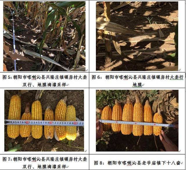 独家丨中国玉米网2018收获期考察辽吉线(二)(三)