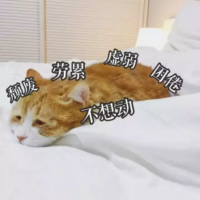 (差不多是条废猫了)