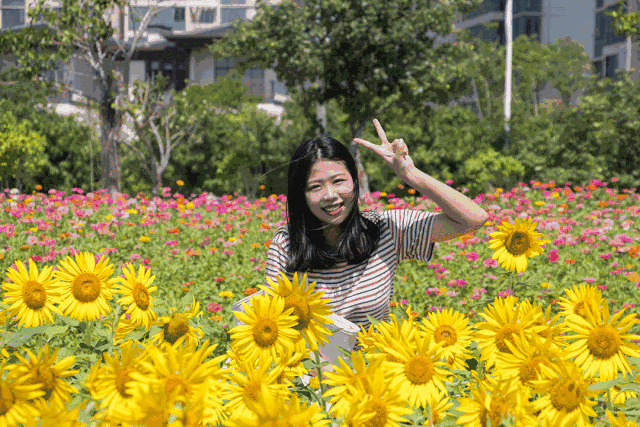 缤纷无敌的百日草花海 除了向日葵花海 百日草花期较长 美则美矣 但