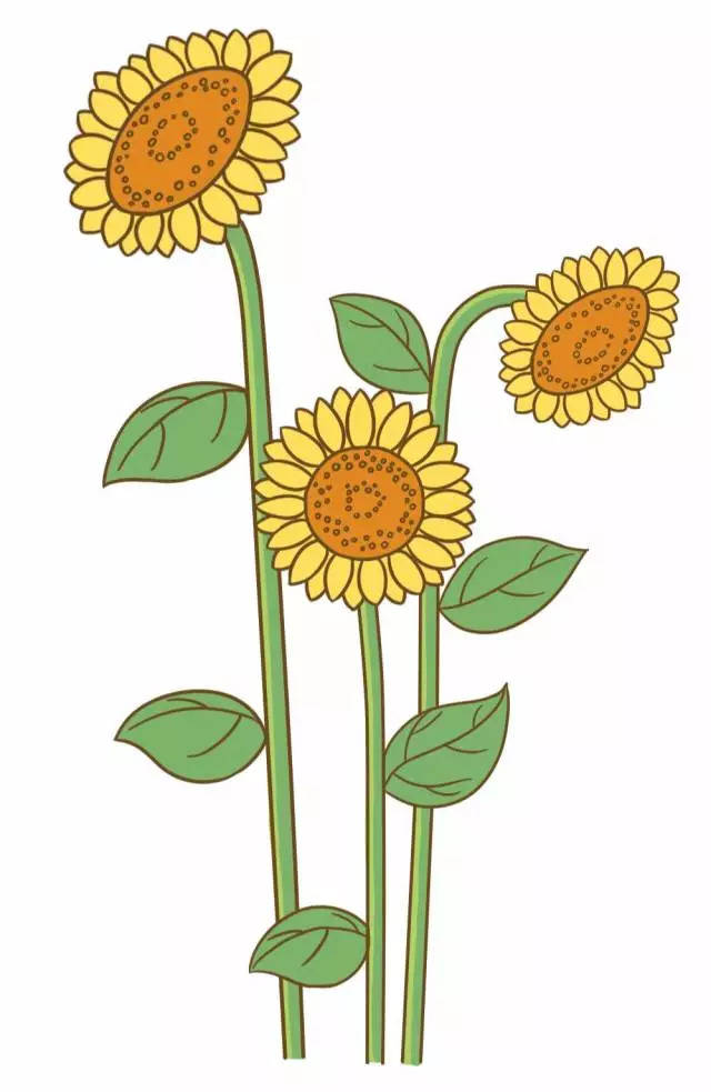 画出第二朵的花径和叶子,当从侧面看的时候花径可能会有不一样哦