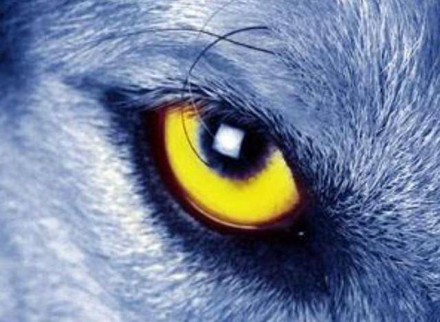 哪一只眼睛是狼的眼睛?测你在感情当中第六感准不准!