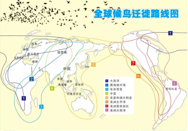 全球   条候鸟迁徙路线,3 条途径中国.