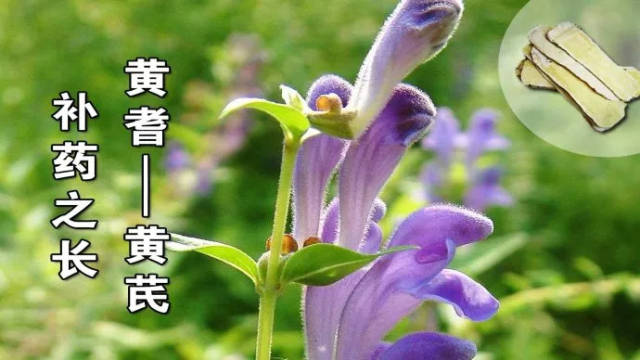 黄芪常喝百病消,加这一味,功效翻倍,便宜又好用!