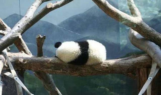 大熊猫平时都怎么睡觉的