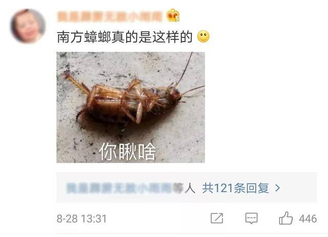 你对南方的虫子一无所知