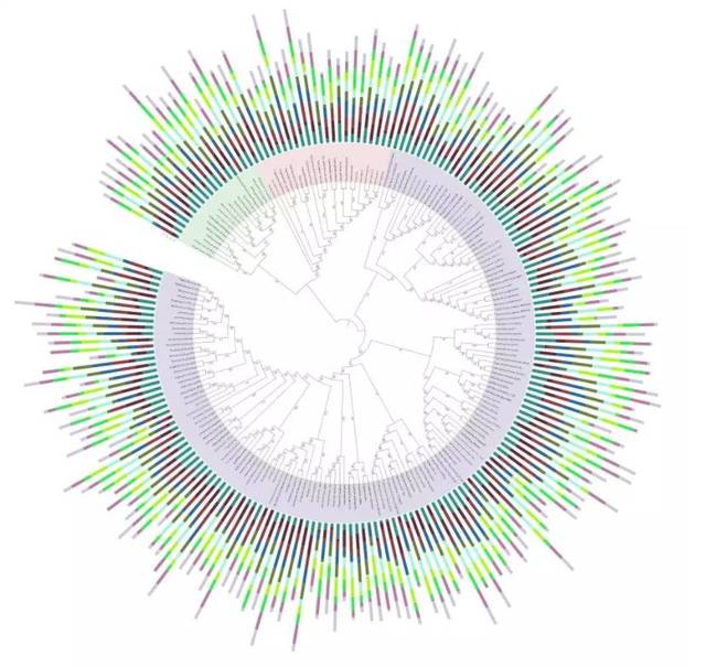 绘一棵超酷炫的系统发育树!