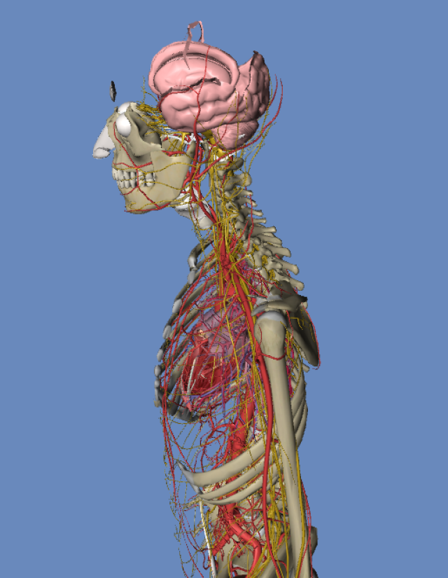 人体血管模拟 3d图 动画版(超清晰,肯定有用!