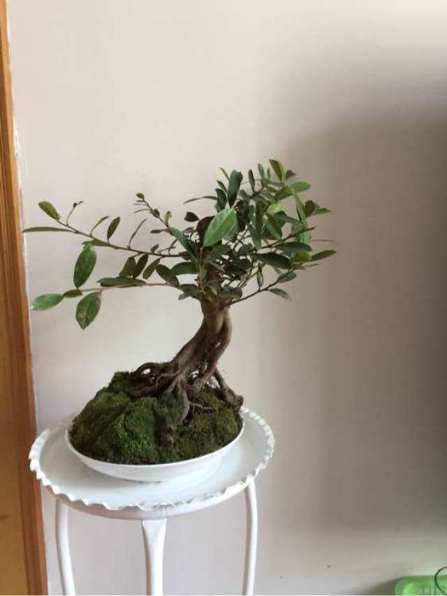 分享几盆蚊母提根微盆景,每一盆蚊母小盆栽都是漂亮的