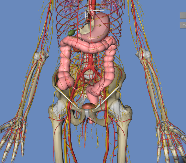 人体血管模拟 3d图 动画版(超清晰),肯定有用!