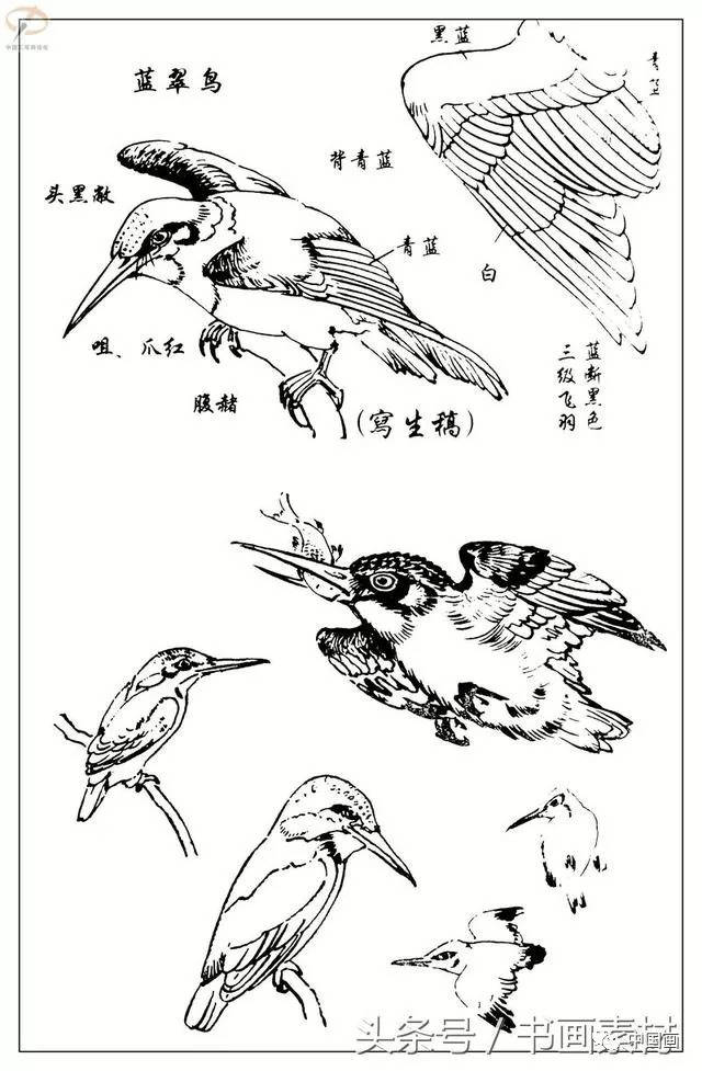 书画素材|最经典白描禽鸟教程《百鸟图谱》
