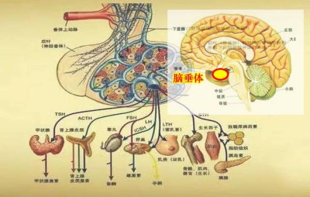 的腹侧有一卵圆形直径约1厘米的小体器官称垂体,体积虽小作用却很大