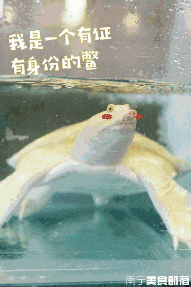"黑蚂蚁煲汤" "甲鱼血炒饭",一口下去感受360°无敌幸福滋味