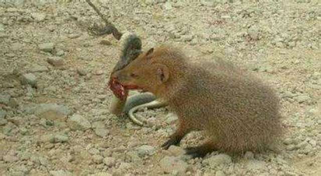 最凶猛的啮齿类动物—食蛇鼠