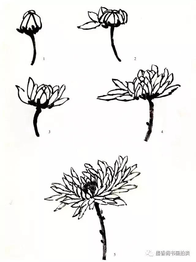 菊花写意画法步骤图文详解,菊花与叶的组合画法