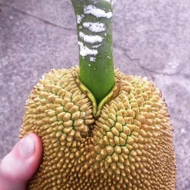 在暗示生殖器的照片里重新正视对性别性征的认知