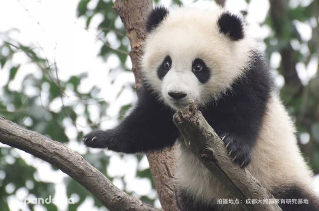 大熊猫闻起来是什么味道的?