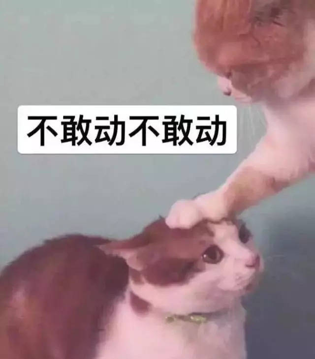 不敢动不敢动