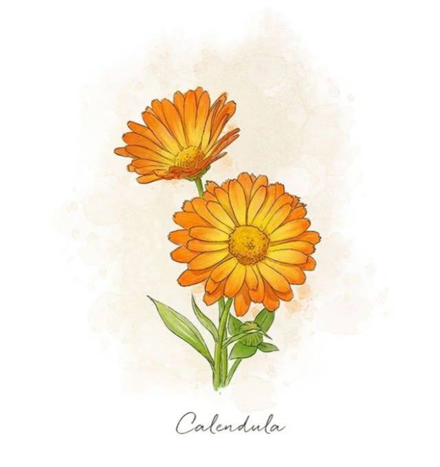 一组小清新花卉水彩插画,教你认识花卉植物.