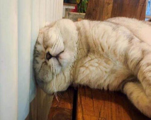 猫咪抱着暖气取暖,不过主人却是吓了一跳:喵星人这是在烫头?
