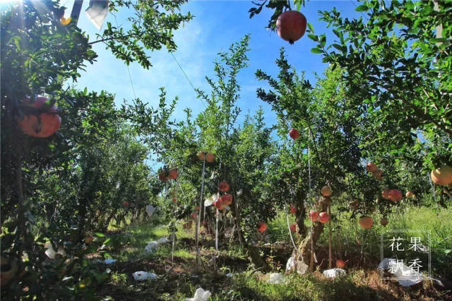 世界上最大石榴园实景拍摄,一幅花果飘香的唯美画卷