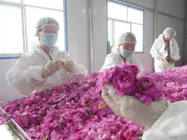 经盐水过滤清洗筛杂质,加入少量白砂糖,麦芽糖,制成玫瑰酱