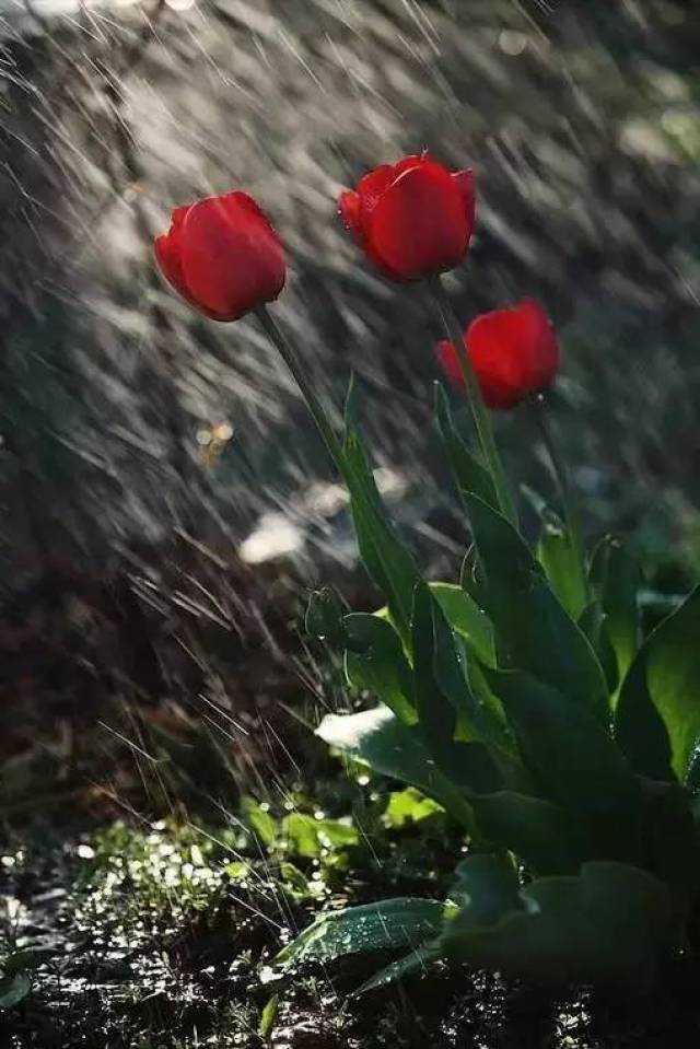 3,怕雨淋的花要遮雨