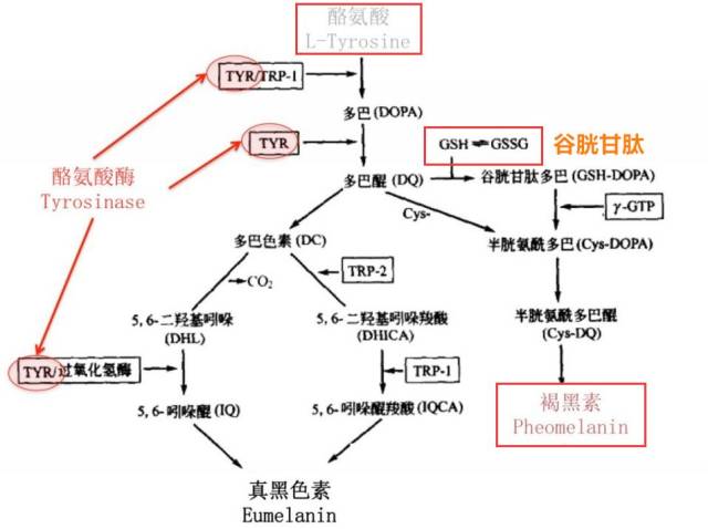 【抑制酪氨酸酶活性,解毒】