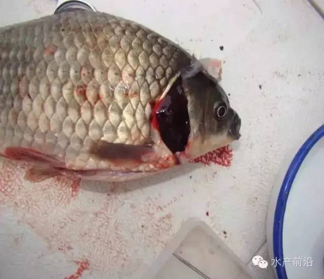 患鳃出血的鱼鳃部流血,鳔有点状出血,摄食亢奋,死鱼鳃盖一侧有一红点