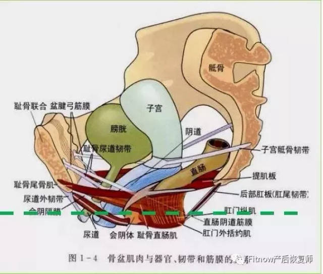 盆底功能障碍的康复——盆底解剖基础篇.