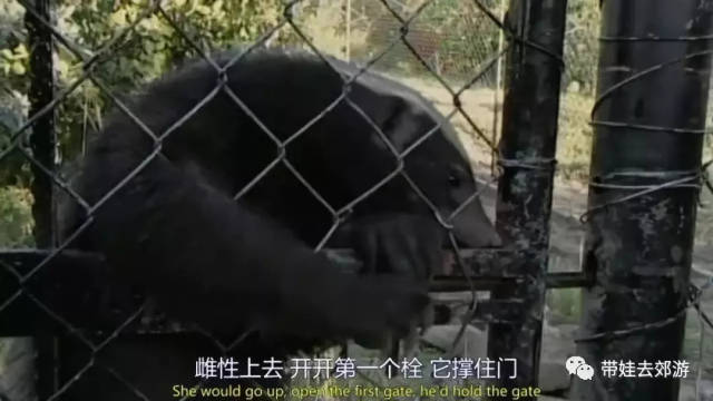 平头哥是什么动物的克星 37acfd8387bf4aa095da6f3e456daa96.jpeg