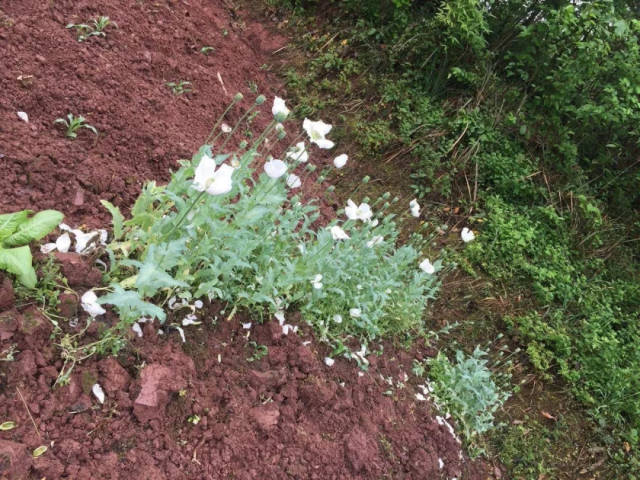 罂粟是国家明令禁止种植的毒品原植物