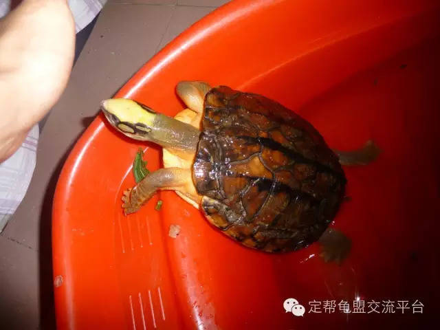 驯化野生金钱龟的方法