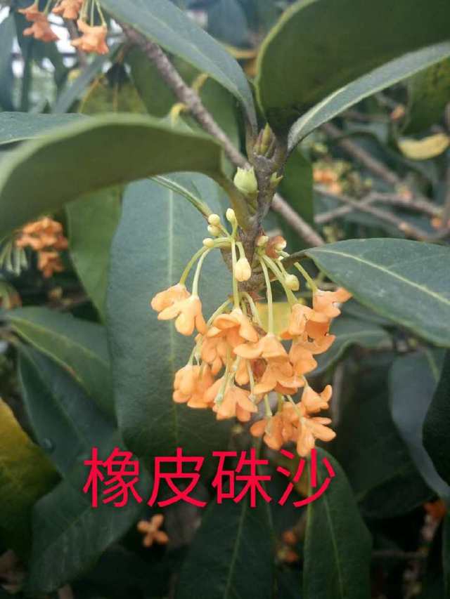 桂花飘香的季节,桂花的品种那么多,分享10种香味很浓的桂花品种