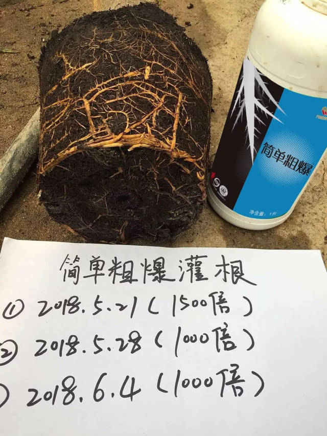 而养分充足却根系太差的话