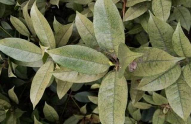 桂花树叶子发黄怎么办?从这5个方面对症下药,两周就能