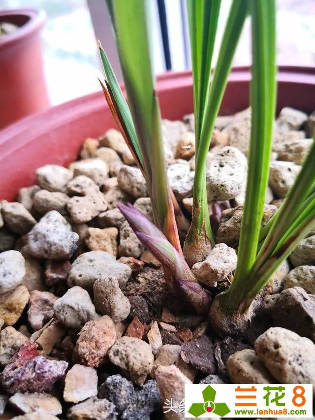 9月养兰花,2"润"做到位,兰花花芽呼呼冒,花香又娇俏