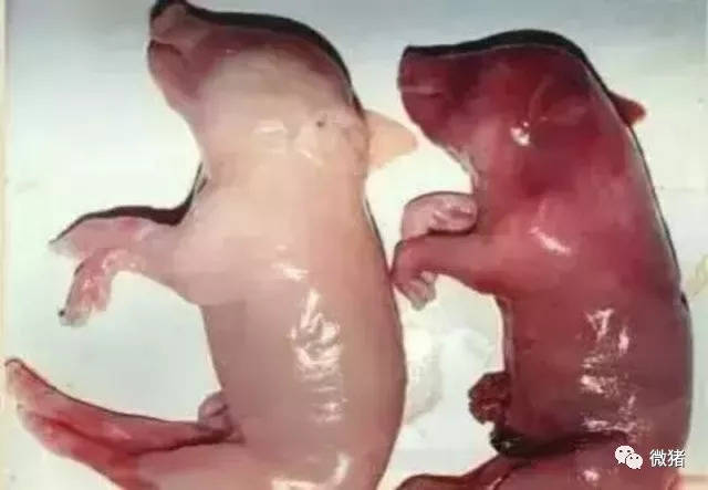 猪伪狂犬新症状出现 养猪的朋友要注意!