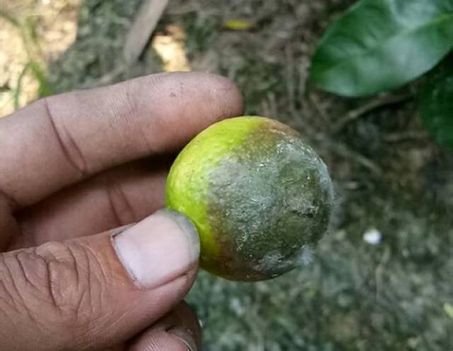 柑橘疫霉褐腐病暴雨过后预警!