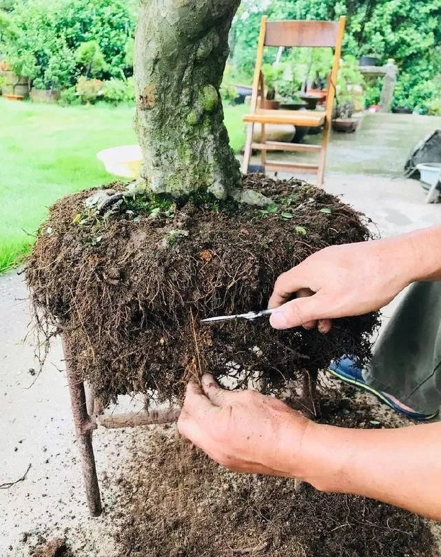 如上图所示,我们在修根之前,要检查榆树根系的情况,用工具敲动,看到死