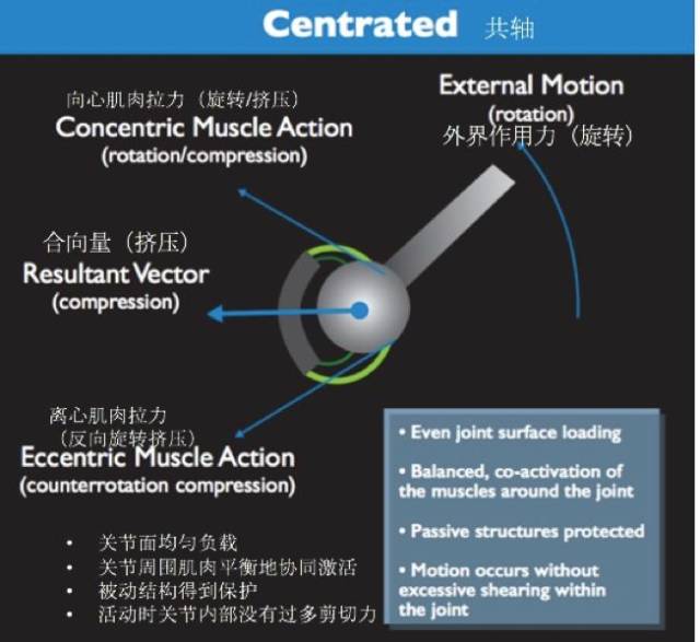 (图1)关节共轴时的肌肉收缩情况