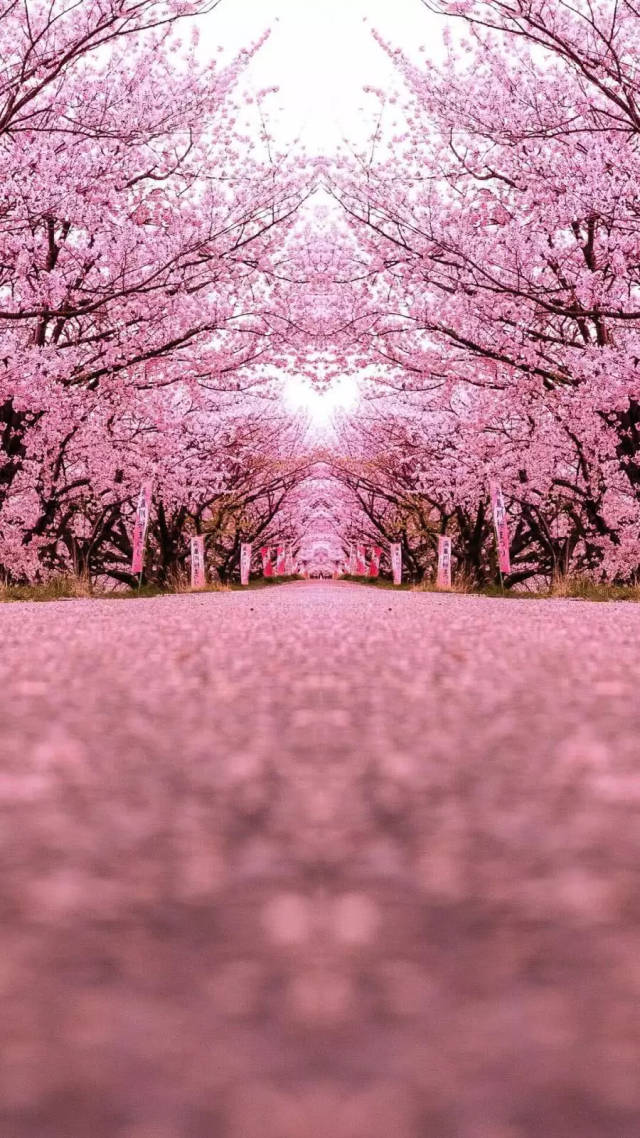 粉色浪漫樱花唯美高清手机壁纸
