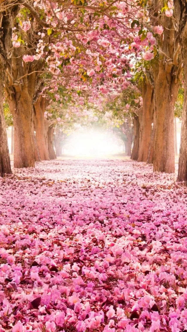 粉色浪漫樱花唯美高清手机壁纸