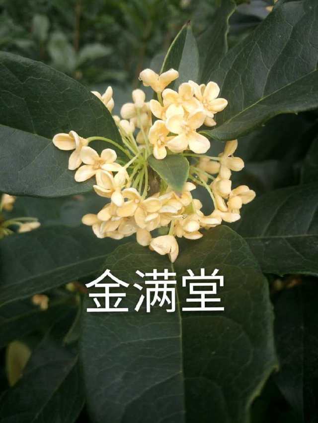 桂花飘香的季节桂花的品种那么多分享10种香味很浓的桂花品种